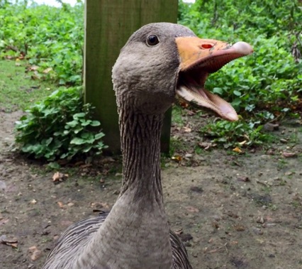 5-6: Greylag goose has tiny teeth
原來鵝嘴內有小牙...
Photo by Ho Wai-On