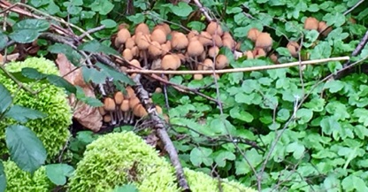 Mushroom, probably Glistening Inkcap (Coprinus micaceus), a common species around stumps of trees.  
樹樁周圍常見的蘑菇
Photo by Ho Wai-On