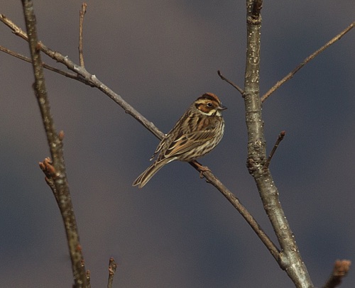 Little Bunting
Tai Mo Shan Mountain Country Park