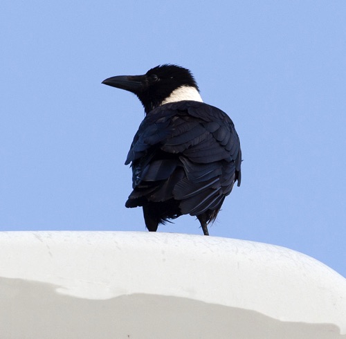 Collared Crow, resident, 1190
Location unknown