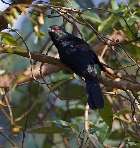 Asian Koel, Resident and passage migrant, 1242
Location unknown