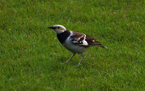 Black-collared Starling, Resident, 1567
Location unknown