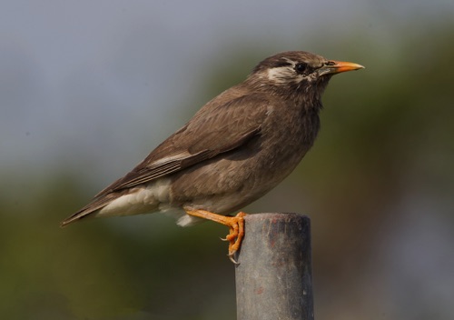 White-cheeked Starling, Winter visitor from mainland China, 2272
Location unknown