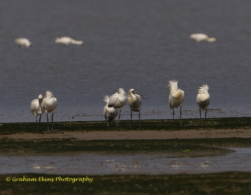 Black-faced Spoonbill
Mai Po wetlands