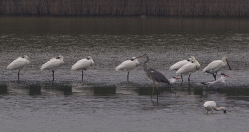 Black-faced Spoonbill
Mai Po wetlands