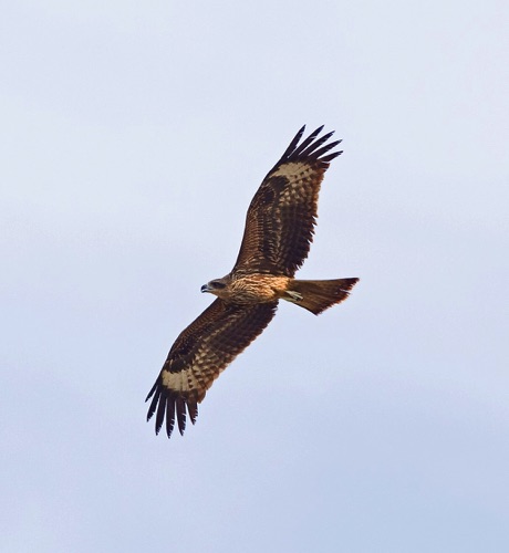 Black-eared Kite
Tai Mo Shan Mountain Country Park