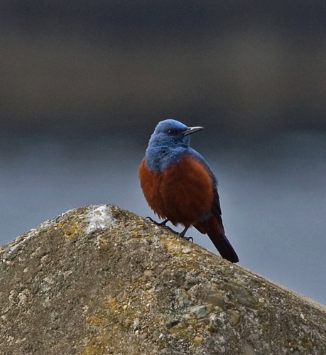 Blue Rock Thrush
Tai Mo Shan Mountain Country Park