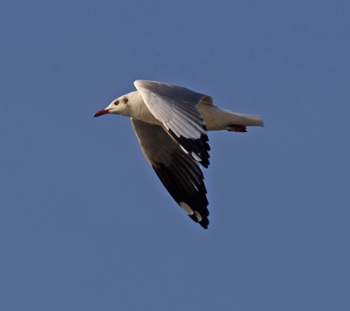 Brown-headed Gull
Mai Po wetlands