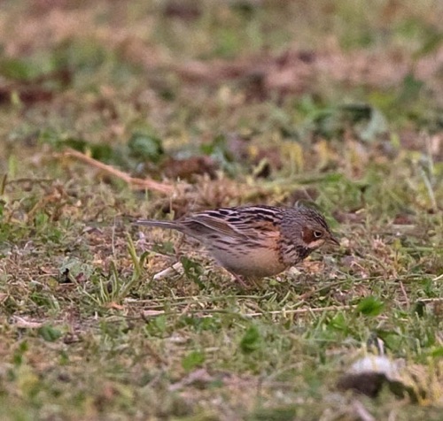 Chestnut-eared Bunting
Tai Mo Shan Mountain Country Park