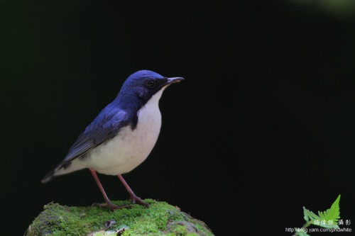 Siberian Blue Robin
Tai Po Kau Nature Reserve