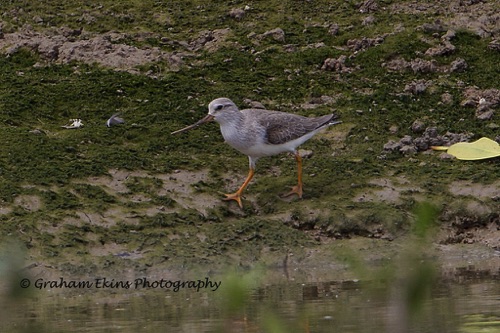 Terek Sandpiper
Mai Po wetlands