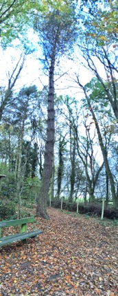 Trees at Hanningfield Reservoir
by Ho Wai-On
何蕙安影漢寧田野水塘古樹參天