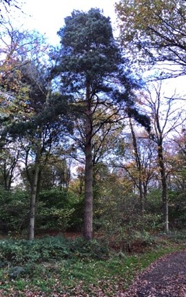 Trees at Hanningfield Reservoir
by Ho Wai-On
何蕙安影漢寧田野水塘樹林