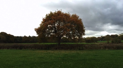 Hanningfield Reservoir 
A nice-looking tree
by Ho Wai-On
何蕙安影漢寧田野靚樹