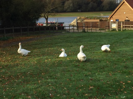 Hanningfield Reservoire white geese
by Ho Wai-On
何蕙安影漢寧田野水塘的大白鵝