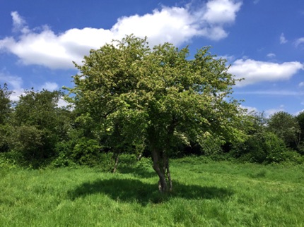 Wat Tyler good-looking tree 靚樹
Photo by Ho Wai-On 何蕙安影