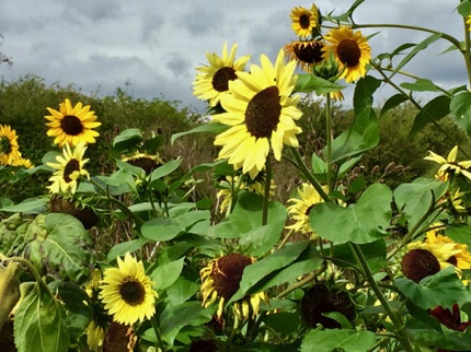 Wat Tyler sun flowers 向日葵
Photo by Ho Wai-On 何蕙安影