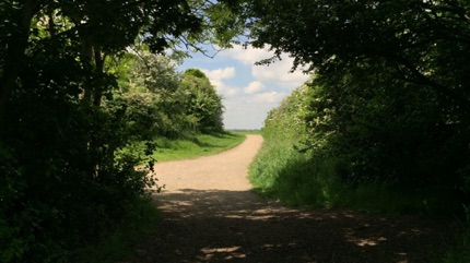 Wat Tyler tree arch 樹拱
Photo by Ho Wai-On 何蕙安影