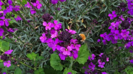 Wat Tyler bee in garden 採花蜂
Photo by Ho Wai-On 何蕙安影