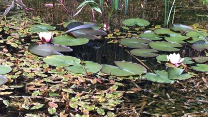 Wat Tyler water lilies 睡蓮池
Photo by Ho Wai-On 何蕙安影