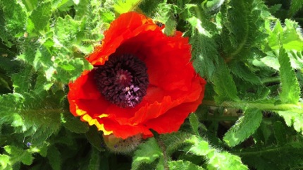 Wat Tyler red poppy 紅罌粟
Photo by Ho Wai-On 何蕙安影