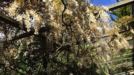 Wat Tyler white wisteria 白紫藤
Photo by Ho Wai-On 何蕙安影