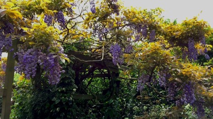 Wat Tyler Wisteria 紫藤
Photo by Ho Wai-On 何蕙安影