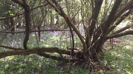 Belhus Woods ancient woodland
古老的樹林 
Photo: Ho Wai-On 何蕙安影