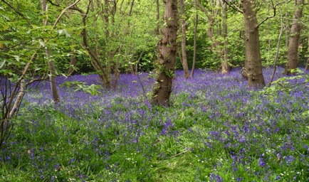 Belhus Woods bluebells
陽光下的樹木和藍鐘花
Photo: Ho Wai-On 何蕙安影