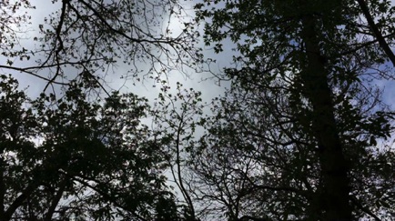 Looking up the canopy in Belhus Woods
古樹參天
Photo: Ho Wai-On 何蕙安影