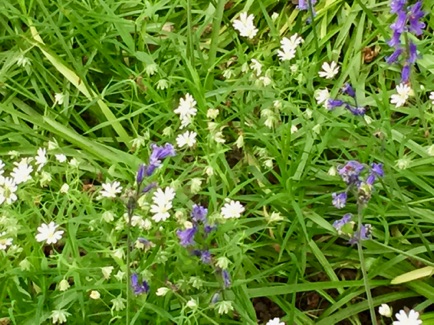 Belhus Woods flower meadow
藍鐘叢中的小白花
Photo: Ho Wai-On 何蕙安影