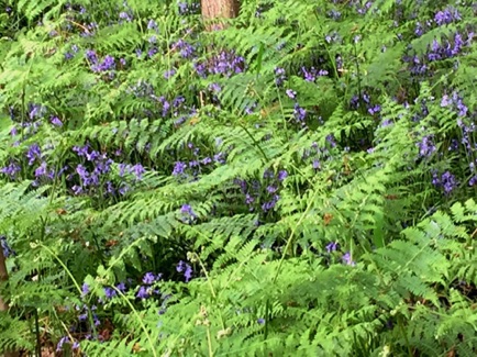 Belhus Woods blue bells in ferns
 蕨內有藍鐘
Photo: Ho Wai-On 何蕙安影