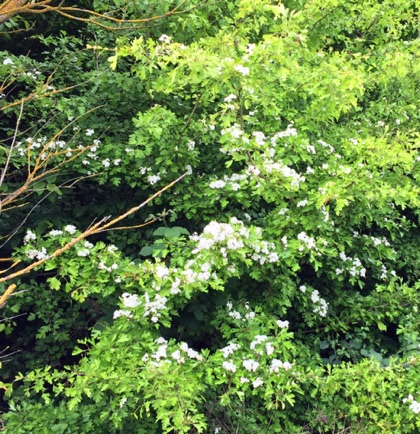 Belhus Woods flowering 
樹在開花
Photo: Ho Wai-On 何蕙安影