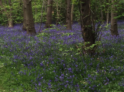 Bluebells in Belhus Woods
到處可見盛開的藍鐘花
Photo: Ho Wai-On 何蕙安影