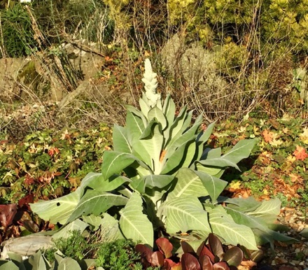 Hyde Hall cabage?
海德堂的椰菜？
Photo by Ho Wai-On 何蕙安影