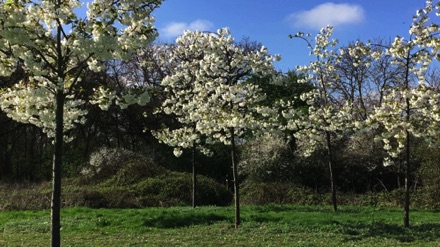 Hyde Hall cherry blossom
海德堂櫻花
Photo by Ho Wai-On 何蕙安影