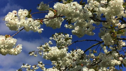 Hyde Hall cherry blossom
海德堂櫻花
Photo by Ho Wai-On 何蕙安影