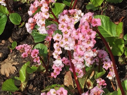 Hyde Hall flowers
海德堂的花
Photo by Ho Wai-On 何蕙安影