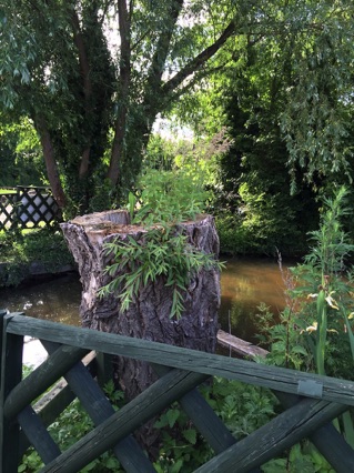 North Fambridge_Stump near river
北范穚 河邊樹墩
Photo: Ho Wai-On 何蕙安攝