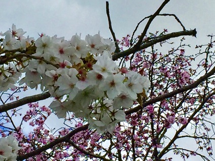 Elders Ave cherry blossoms 
長老大道櫻花
Photo by Ho Wai-On 何蕙安攝