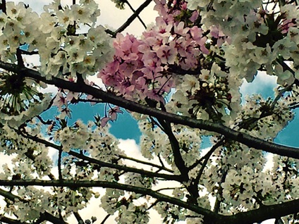 Elders Ave cherry blossoms 
長老大道櫻花
Photo by Ho Wai-On 何蕙安攝