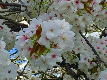 Elders Ave cherry blossoms 
長老大道櫻花
Photo by Ho Wai-On 何蕙安攝