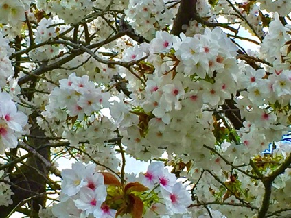 Elders Ave cherry blossoms
長老大道櫻花 
Photo by Ho Wai-On 何蕙安攝