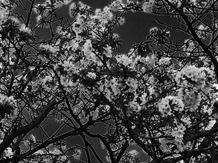 Elders Ave cherry blossoms 
長老大道櫻花
Experiment with filters 試用瀘鏡
Photo by Ho Wai-On 何蕙安攝
