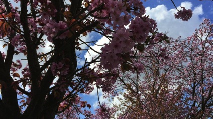 Elders Ave cherry blossoms 
長老大道櫻花
Photo by Ho Wai-On 何蕙安攝