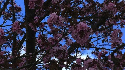 Elders Ave cherry blossoms 
長老大道櫻花
Photo by Ho Wai-On 何蕙安攝