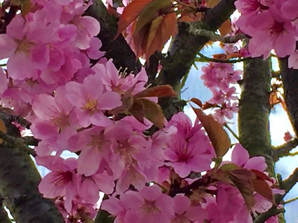 Elders Ave cherry blossoms 
長老大道櫻花
Photo by Ho Wai-On 何蕙安攝