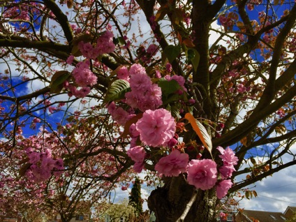 Elders Ave cherry blossoms 
But maybe peach blossoms? 
長老大道櫻花或者是桃花?
Photo by Ho Wai-On 何蕙安攝