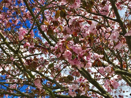Elders Ave cherry blossoms
長老大道櫻花 
Photo by Ho Wai-On 何蕙安攝