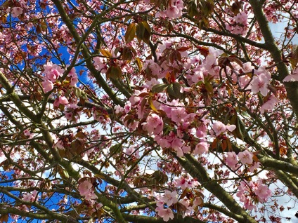 Elders Ave cherry blossoms
長老大道櫻花 
Photo by Ho Wai-On 何蕙安攝